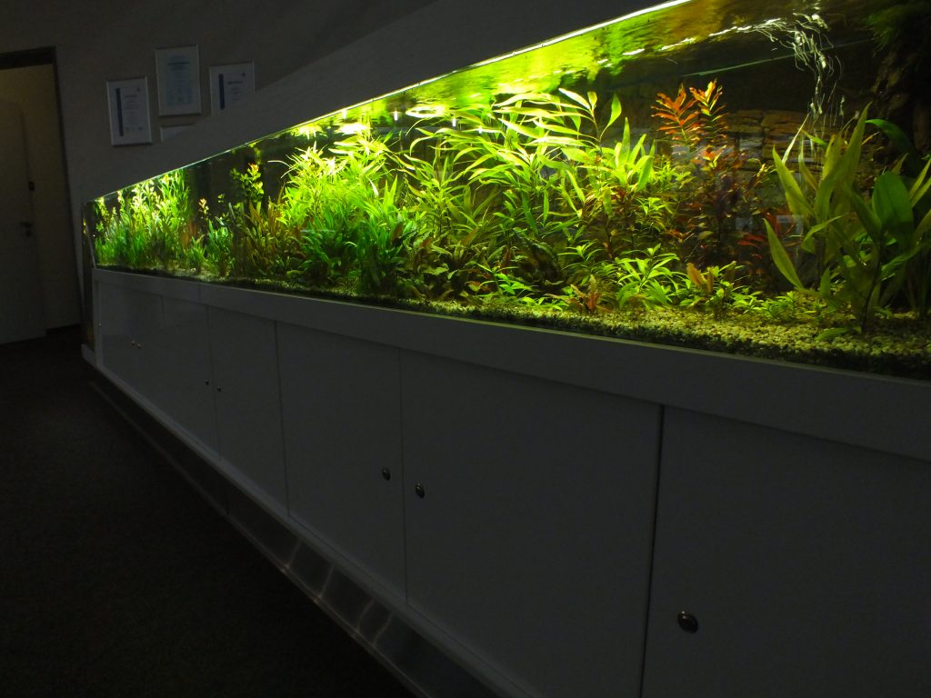 Aquarienpflegedienst Aquarienservice Aquarienvermietung Aquarium-Pflegedienst Komplettservice Berlin Pflegedienst Aquarium Service Aquarium Vermietung Aquariumpflege Aquarienpflege Aquarienpflegedienst Aquarienservice Aquarienvermietung Aquarium-Pflegedienst Komplettservice Berlin Pflegedienst Aquarium Service Aquarium Vermietung Aquariumpflege Aquarienpflege