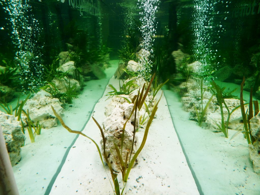 Aqua Scaping, aquascaping, Aquarium Wartung, Aquariumdesign, Aquarienpflege, Aquarium