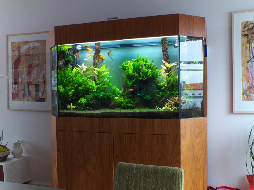 Aquarien, Premiumaquaristik Aquarienbau Aquarienwartung Aquarienpflege Designaquarium
