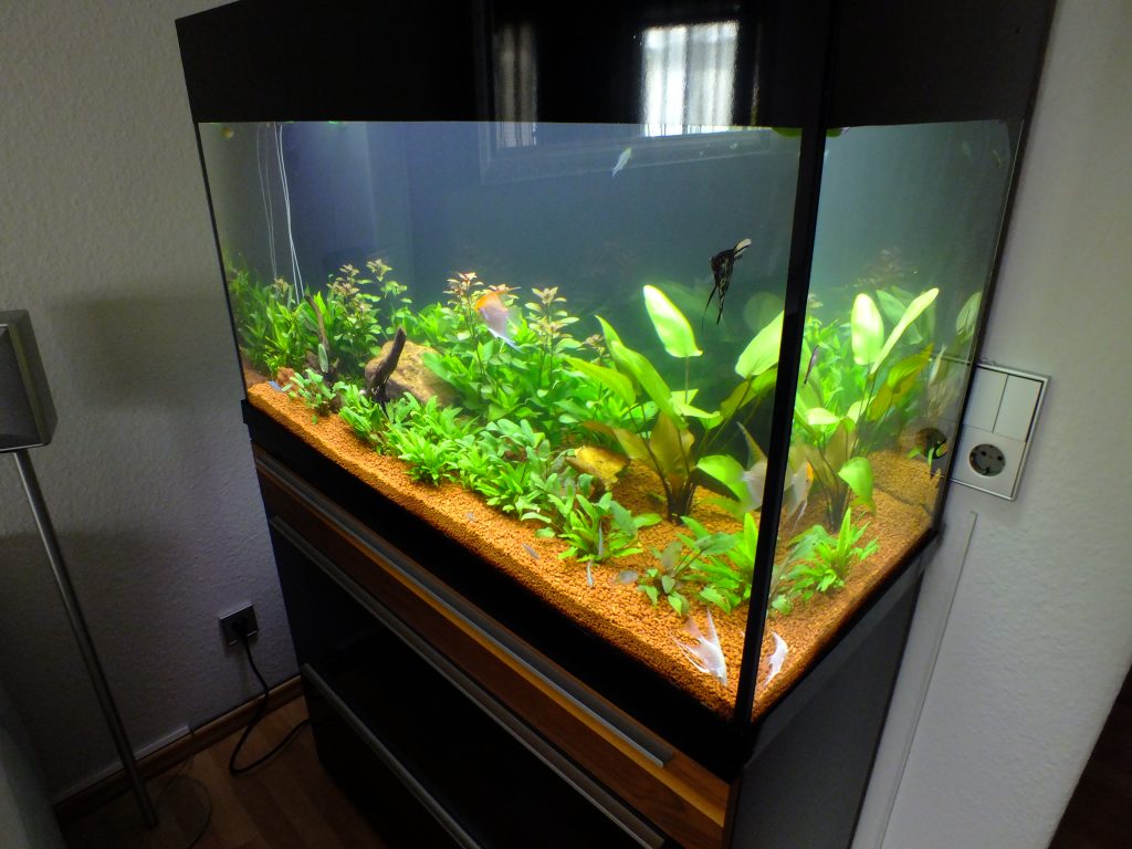 Süßwasseraquarium Design Aquarium, Aquariumpflege, Aquarienbau, Aquarienanlagenbau, Pflegeservice