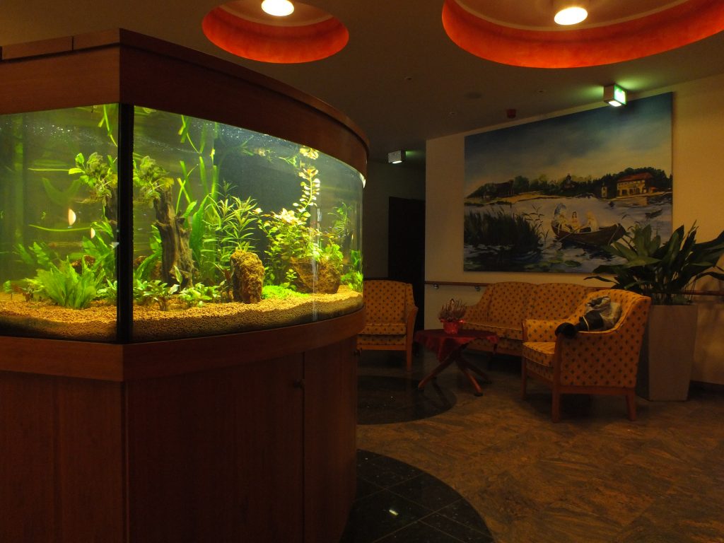 Designaquarium Design Aquarium, Aquarium gewölbt, Premium Aquarium, Aquarienpflege