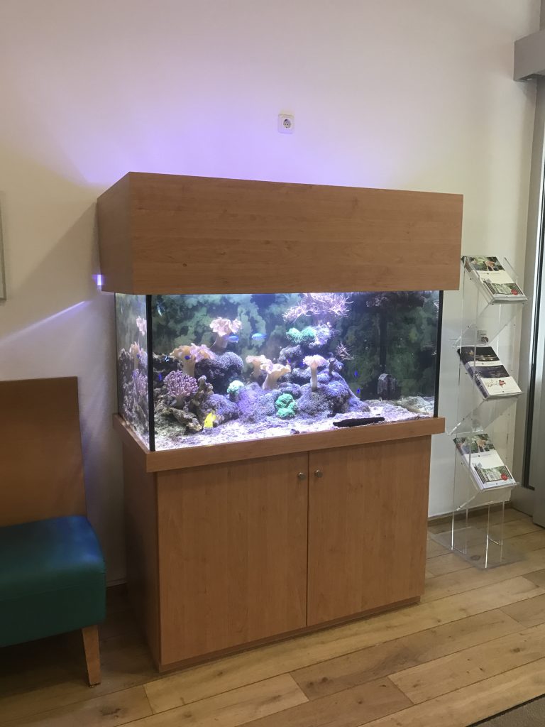 Aquarienverkauf, Aquarienwartung, Aqauarienpflege, Meerwasser, Premiumaquaristik, Premiumaquarium