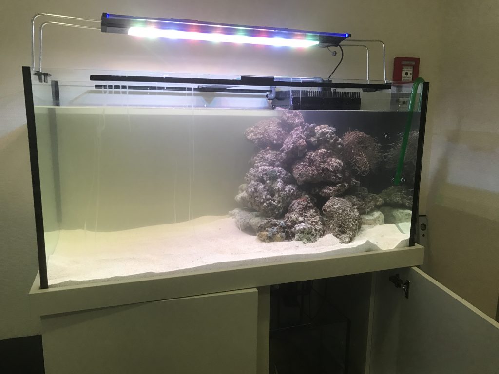 Designaquarium Meerwasseraquarium Meerwasseraquarien Riffaquarium Aquariumwartung Aquariumpflege Premiumaquarium