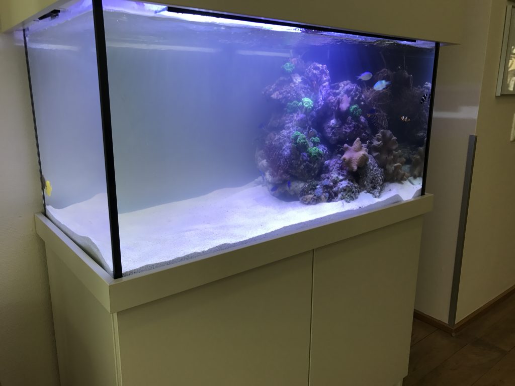 Premiumaquarium Designaquarium Meerwasseraquarium Aquariumwartung Aquarienpflege
