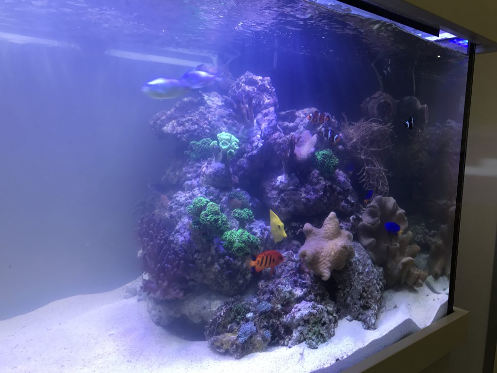 Meerwasseraquarien