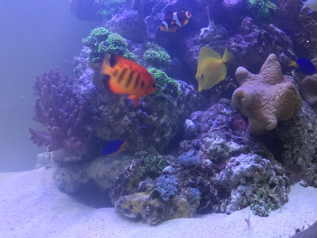 Designaquarium Premiumaquarium Meerwasseraquarium Aquariumwartung Aquarienwartung