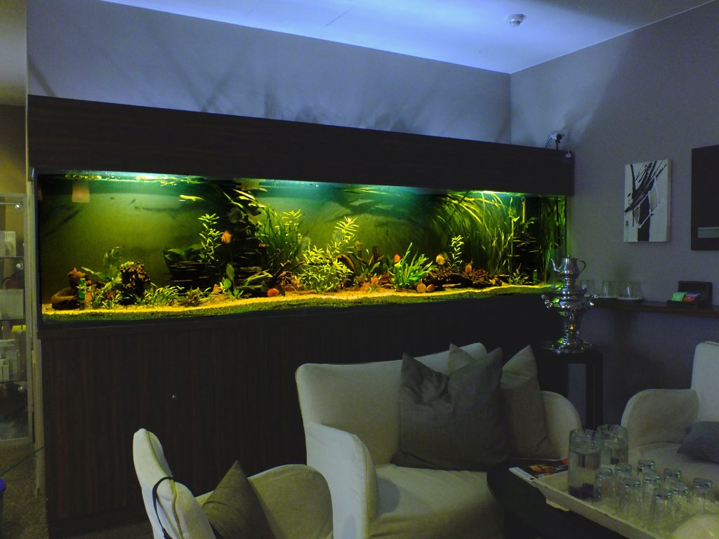 Aquarienpflegedienst Aquarienservice, Aquarienbau, Aquarienvermietung Aquarium-Pflegedienst Komplettservice Berlin Pflegedienst Aquarium Service Aquarium Vermietung Aquariumpflege Aquarienpflege Aquarienpflegedienst Aquarienservice Aquarienvermietung Aquarium-Pflegedienst Komplettservice Berlin Pflegedienst Aquarium Service Aquarium Vermietung Aquariumpflege Aquarienpflege