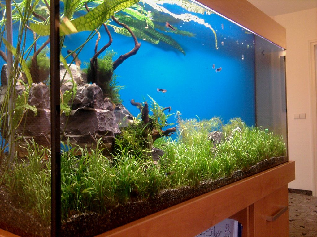Aquascaping Aqua Scaping, aquascaping, Aquarium Wartung, Aquariumdesign, Aquarienpflege, Aquarium