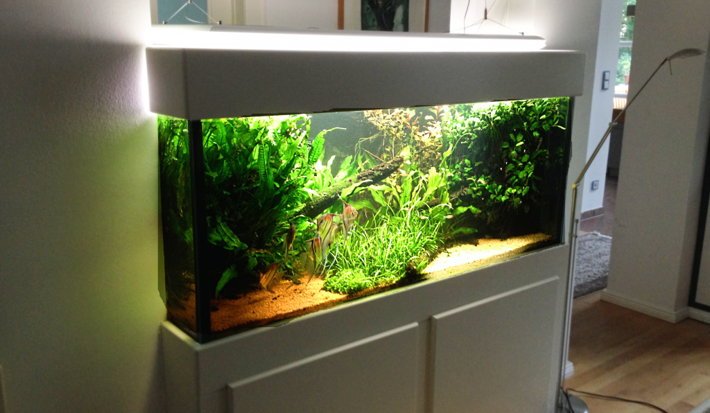 Aquarien Aquarien und Aquarienpflege Berlin
