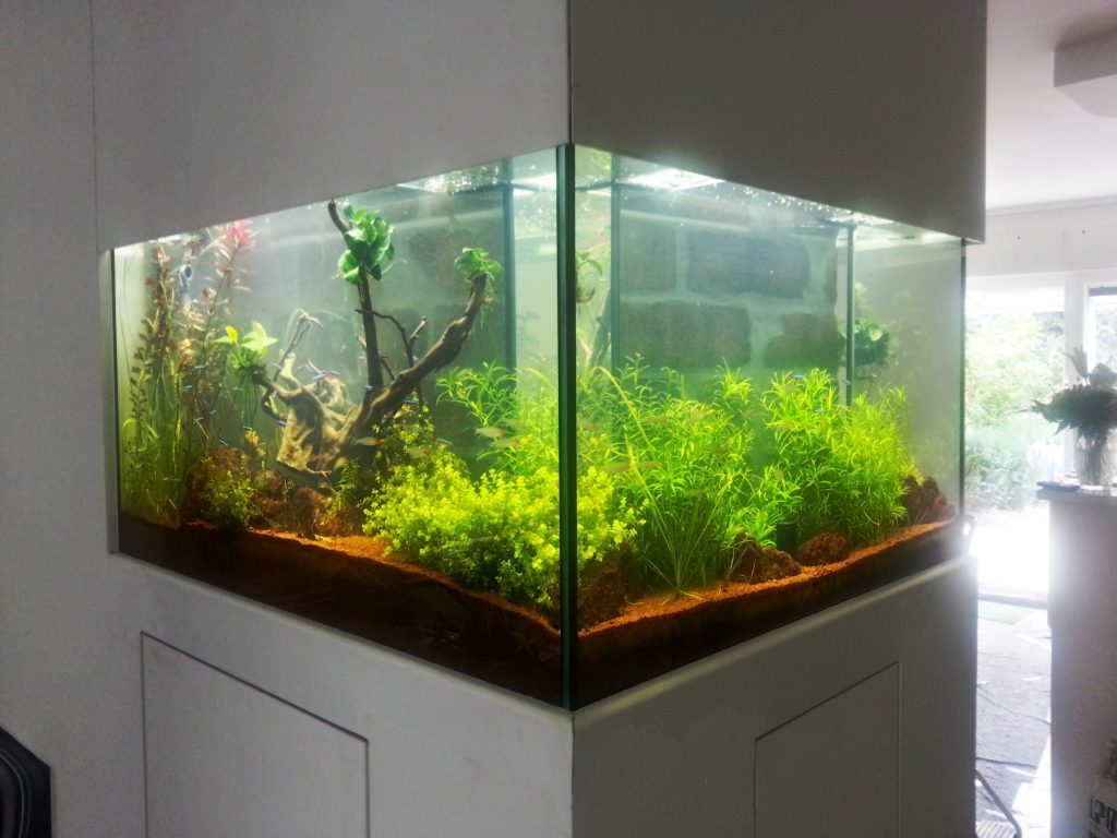 Aquarienbau Aqua Scaping, aquascaping, Aquarium Wartung, Aquariumdesign, Aquarienpflege, Aquarium