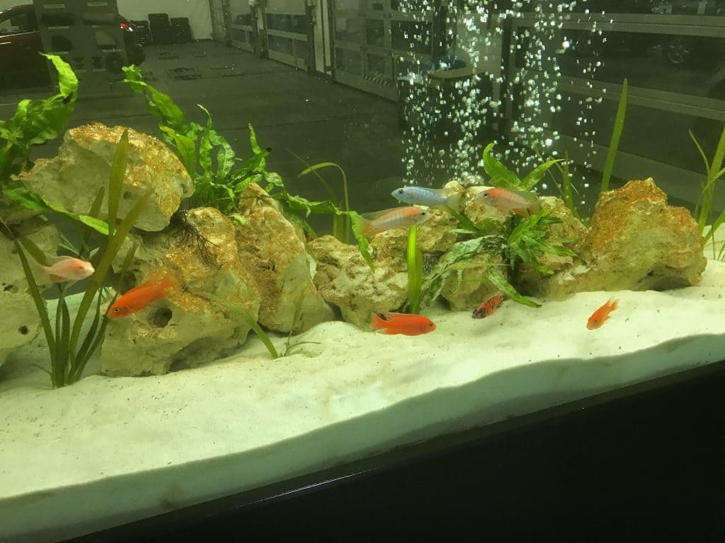 Aquarienbau, Aquarienpflege, Aquariumwartung, Aquarienservice, Aquarien, 