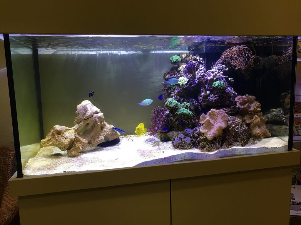 Aquarienbau Berlin, Aquariumwartung, Aquariumplanung