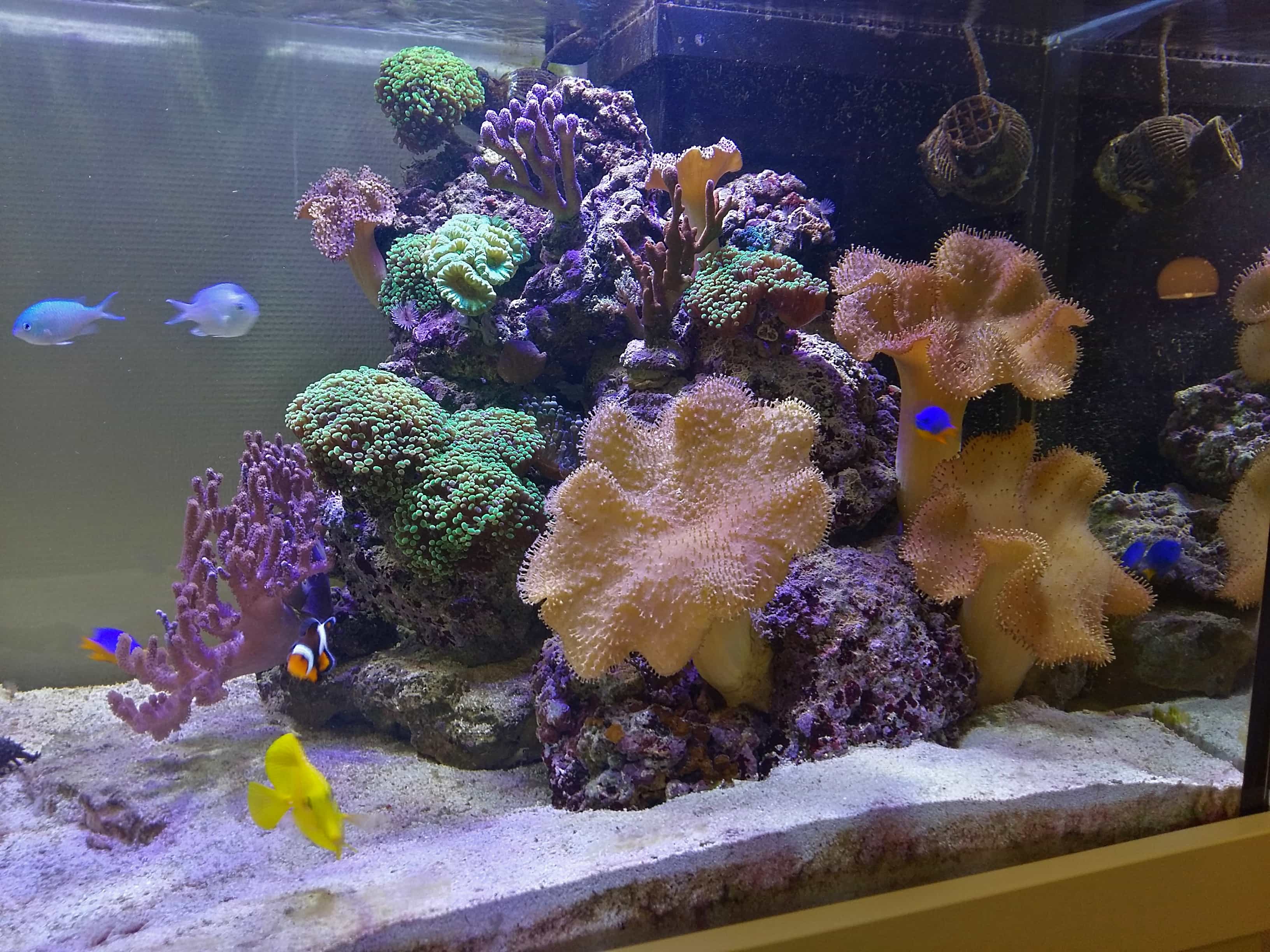 Meerwasseraquarium 500