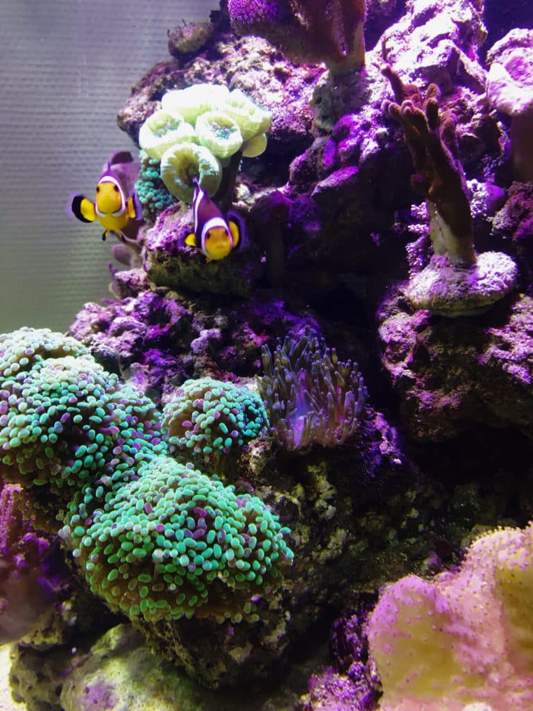 Aquarienbau, Aquarienpflege, Aquariumwartung, Aquarium-Profi,