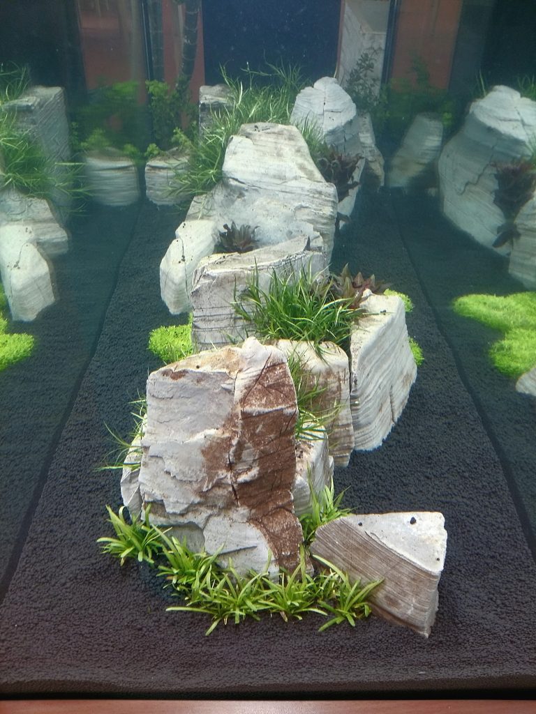 Aquascaping, Aquarienbau, Aquarienpflege, Aquarienwartung, Aquariumbau, Berlin