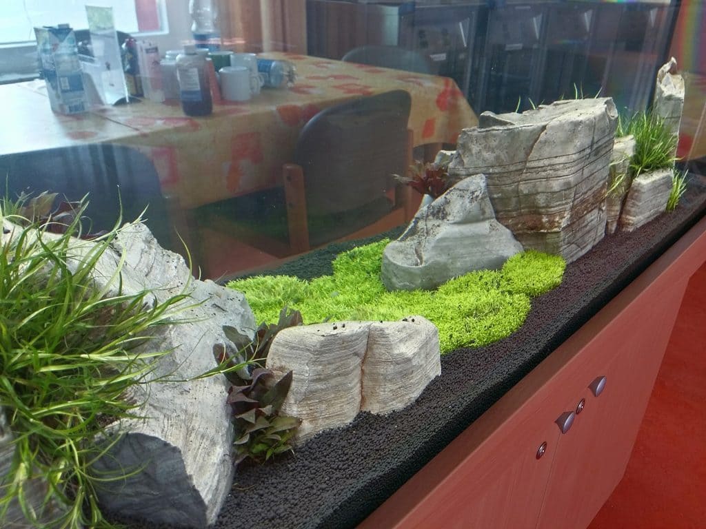 Aquascaping Berlin, Aquarienpflege, Aquariumwartung, Aquariumbau, Aquarienpflege