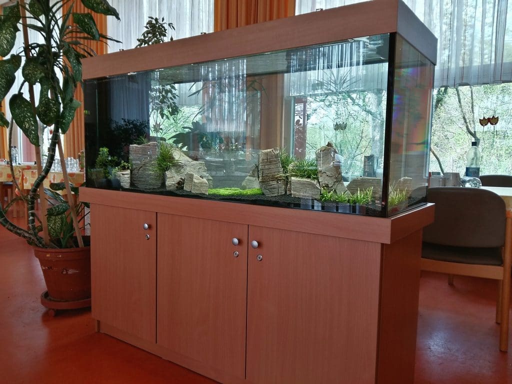 Aquascaping, Aqurienpflege, Aquarienwartung, Aquarien Berlin, Aquarien Service, Aquaristik Service, Aquarienbau, Berlin
