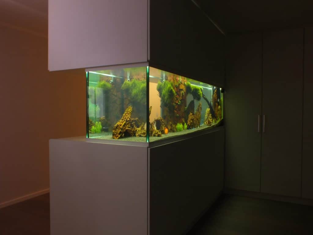Diskusaquarium, Aquariumbau, Vor Ort Aquarienbau, Aquariumwartung, Aqua Service, Premiumaquarium, Amazonas, Aquascaping