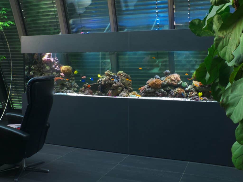 Meerwasser Aquarium, Aquariumbau, Vor Ort Aquariumbau, Aquariumpflege, Aquariumwartung 2500 Liter Premium Aquarium